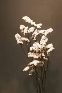 Winter is the season to store energy for most living creatures on earth, facilitating a slower pace and even hibernation for some. To reflect this aspect of winter, we should also be less active; slowing down to preserve our energy through inward practices such as yoga, tai chi and meditation.